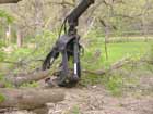 Tree Cleanup