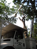 Tree Lift Bucket