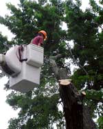 Tree Cutting in a Bucket Lift Truck