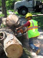 Tree Cutter