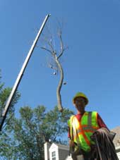 Tree Removal by Crane