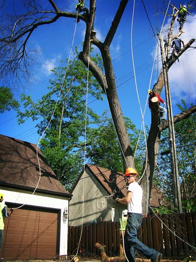 Tree Service